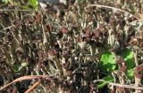 genus Cladonia