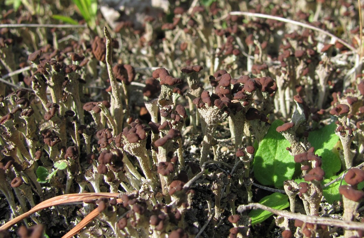Image of genus Cladonia specimen.