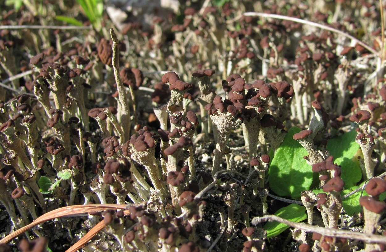 Изображение особи род Cladonia.