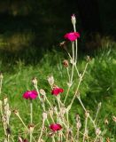 Lychnis coronaria. Часть доцветающих верхушек. Восточный Казахстан, г. Усть-Каменогорск, Архитектурно-ландшафтный музей-заповедник, в культуре. 04.09.2016.