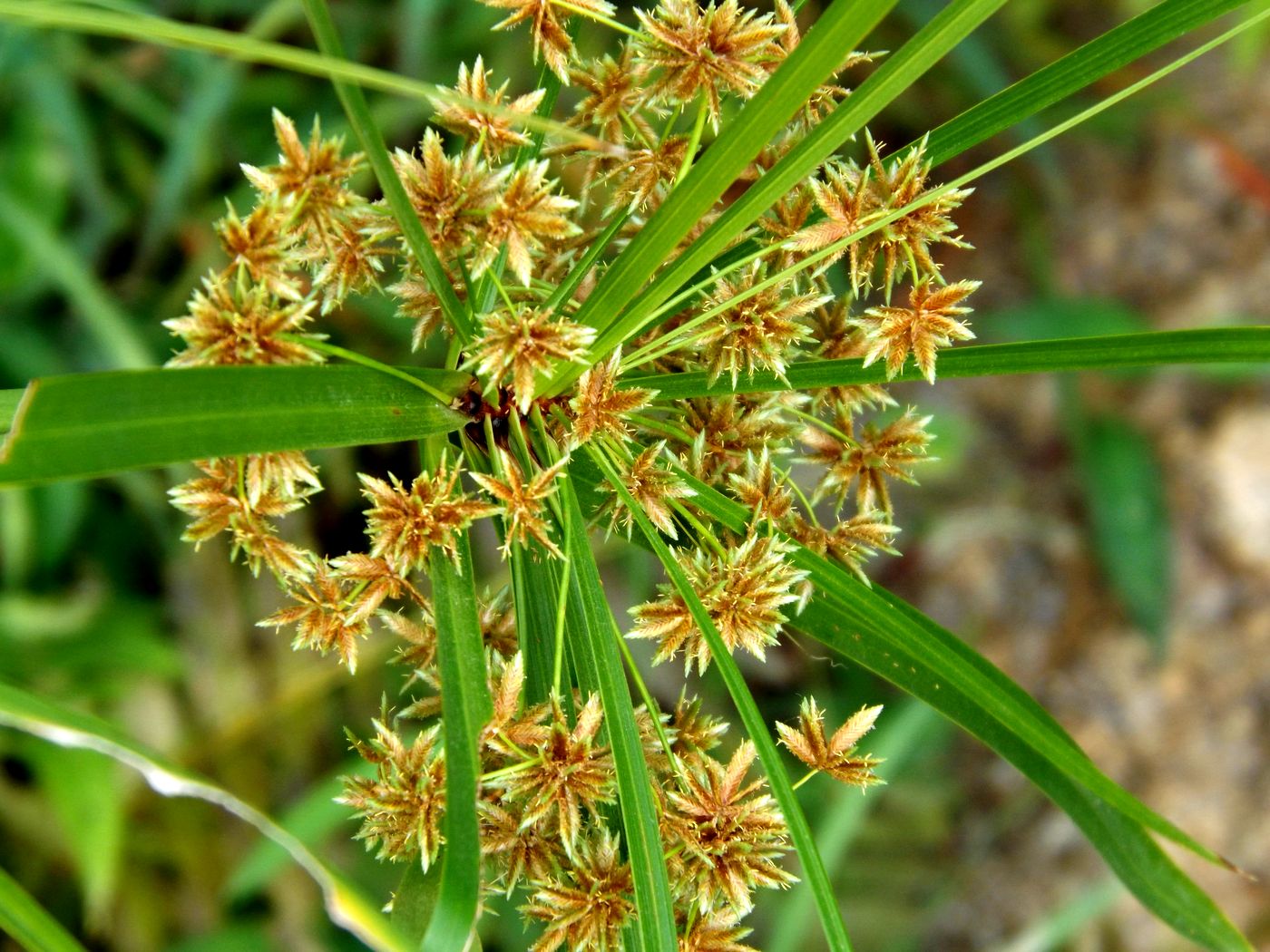 Изображение особи Cyperus involucratus.