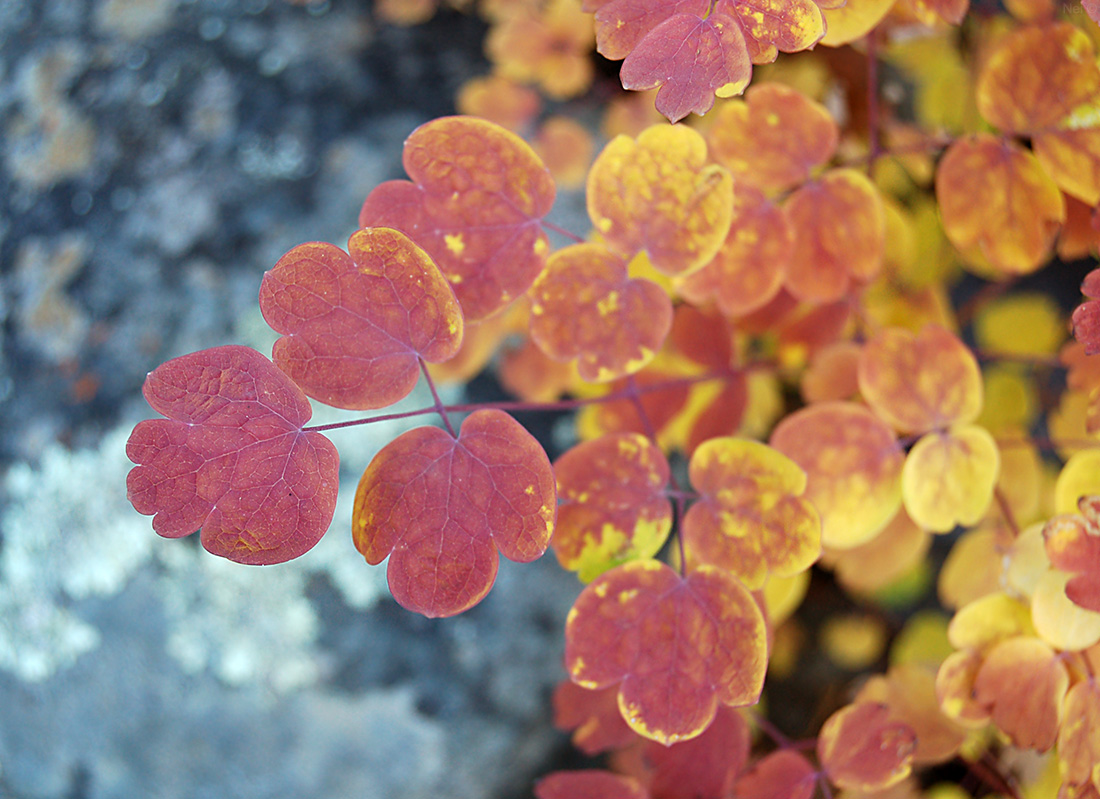 Image of Thalictrum minus specimen.