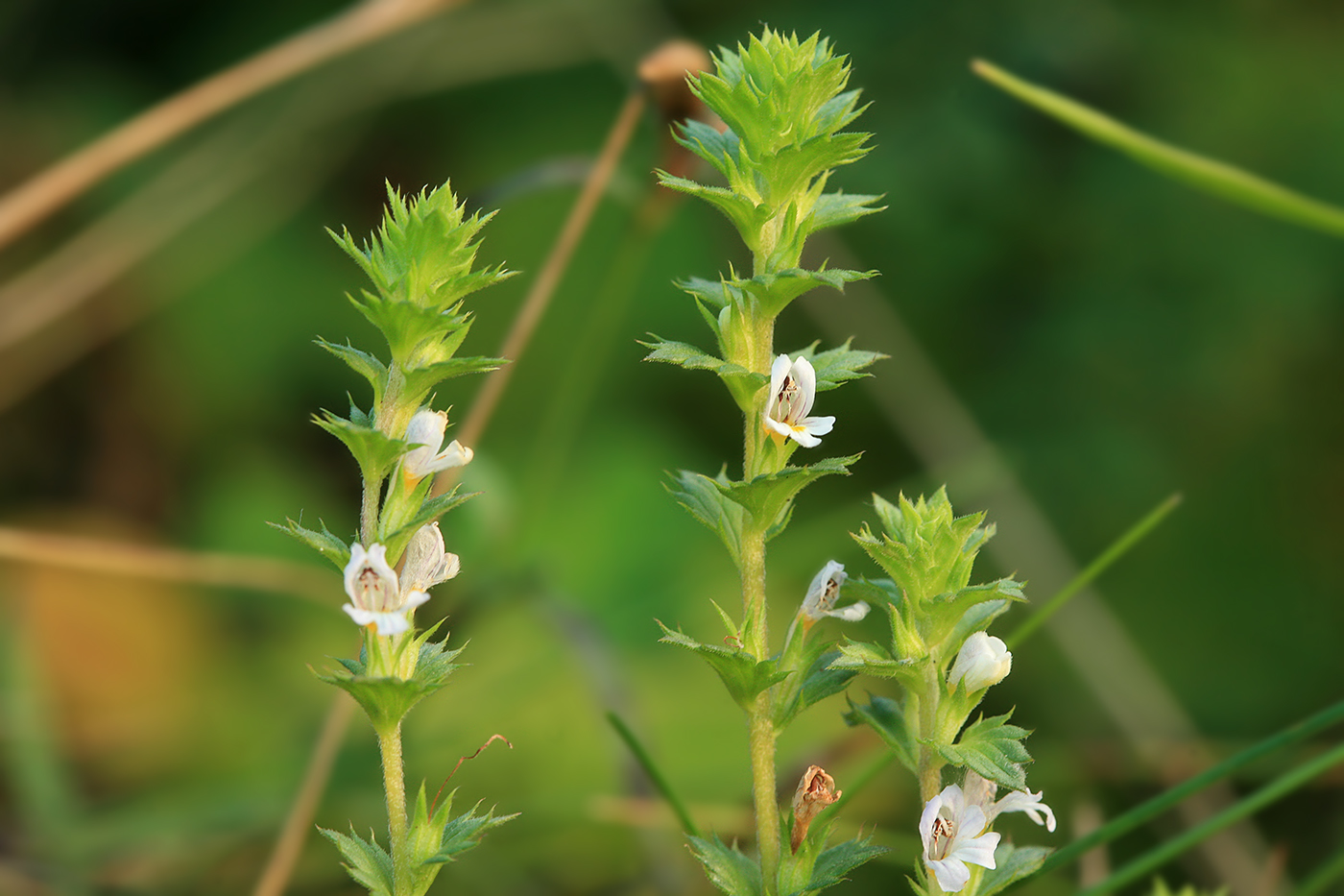 Image of Euphrasia maximowiczii specimen.