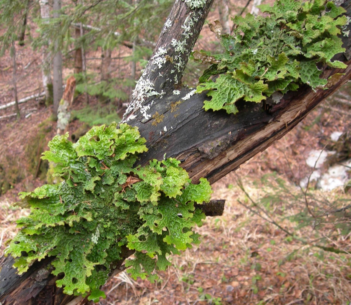 Image of Lobaria pulmonaria specimen.