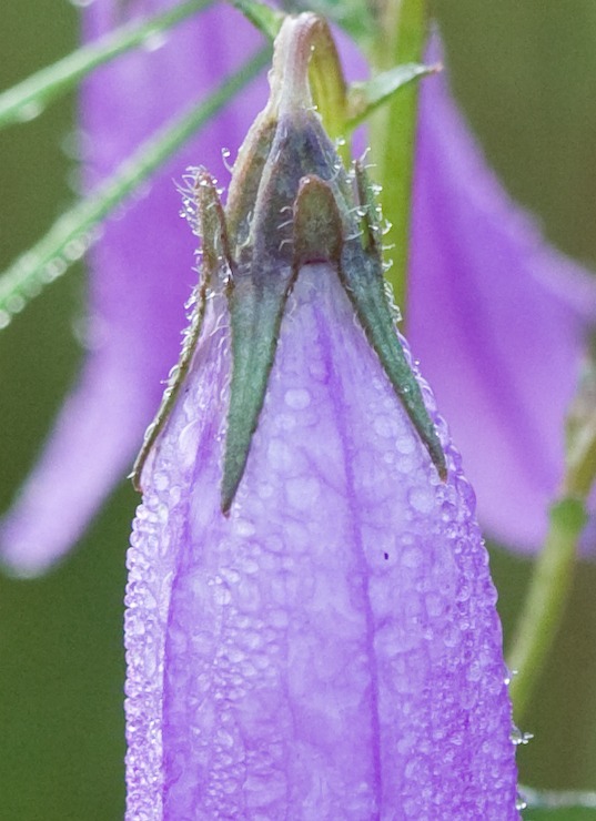Image of Campanula sibirica specimen.