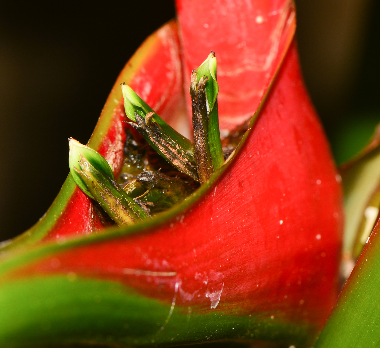 Изображение особи Heliconia stricta.