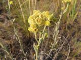 Helichrysum arenarium