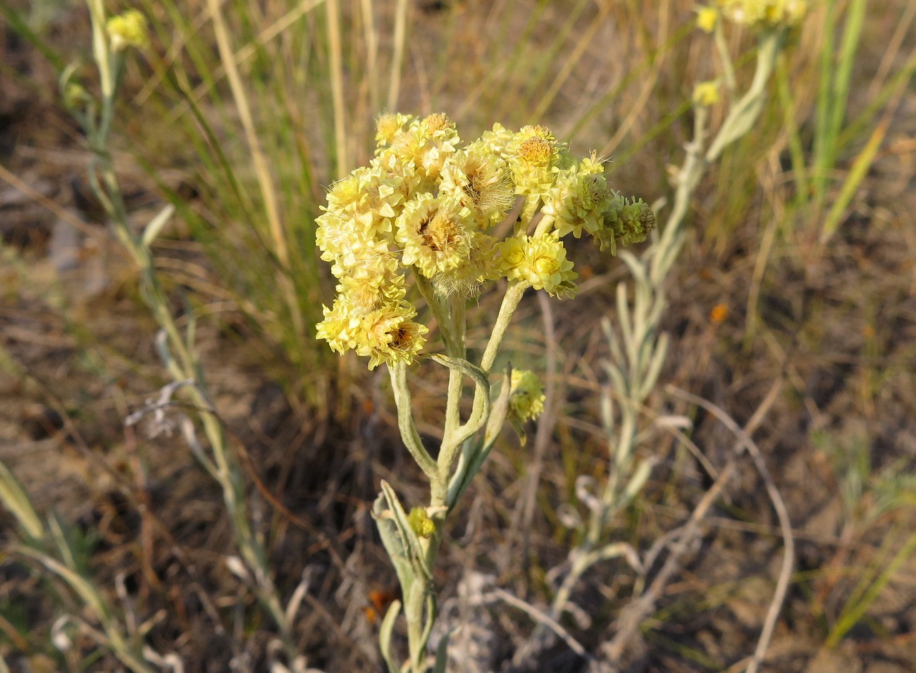 Изображение особи Helichrysum arenarium.