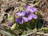 Viola ambigua