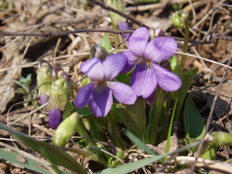 Изображение особи Viola ambigua.