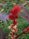 Ricinus communis. Верхушка побега с соплодием, мужские цветки и бутоны. Свердловская обл., г. Екатеринбург, пос. Шабровский, дачный участок. 10.08.2016.