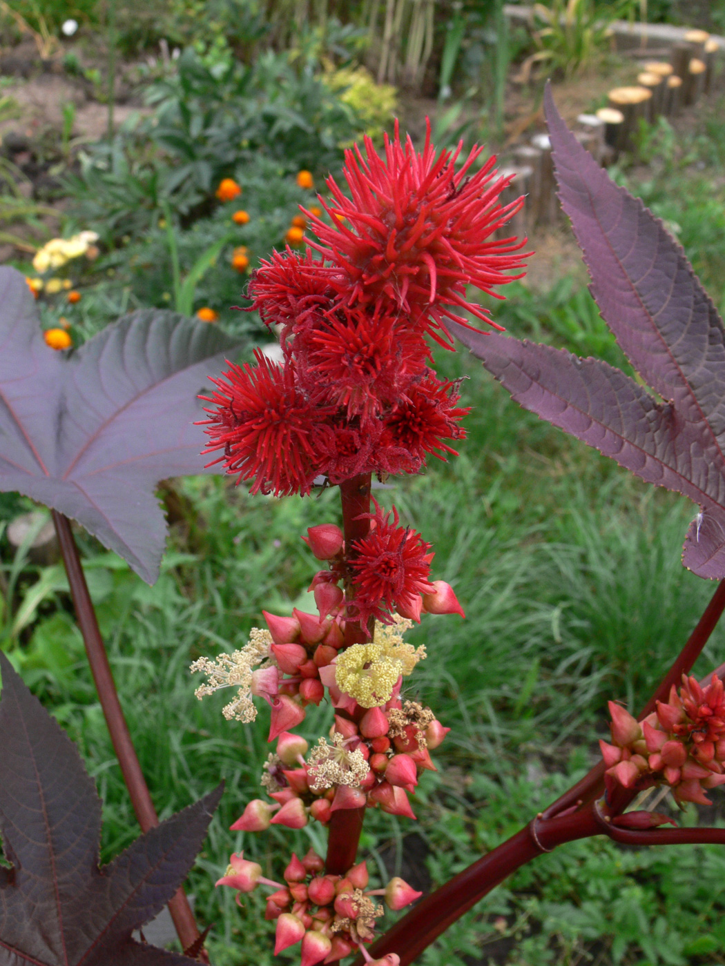 Image of Ricinus communis specimen.