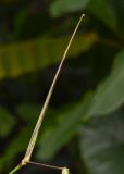 Thalia geniculata. Присоцветный лист. Таиланд, о-в Пхукет, курорт Ката, край леса у дороги вдоль канала. 11.01.2017.