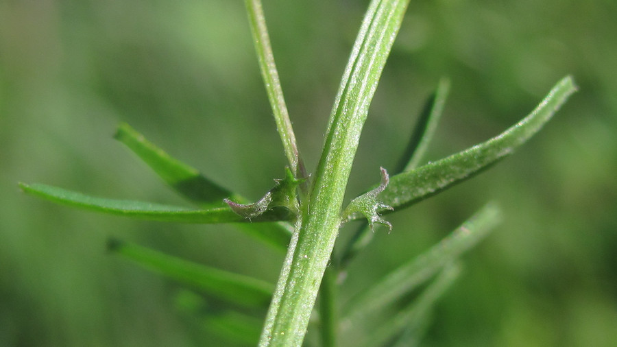 Image of Vicia hirsuta specimen.