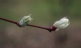 Amelanchier alnifolia