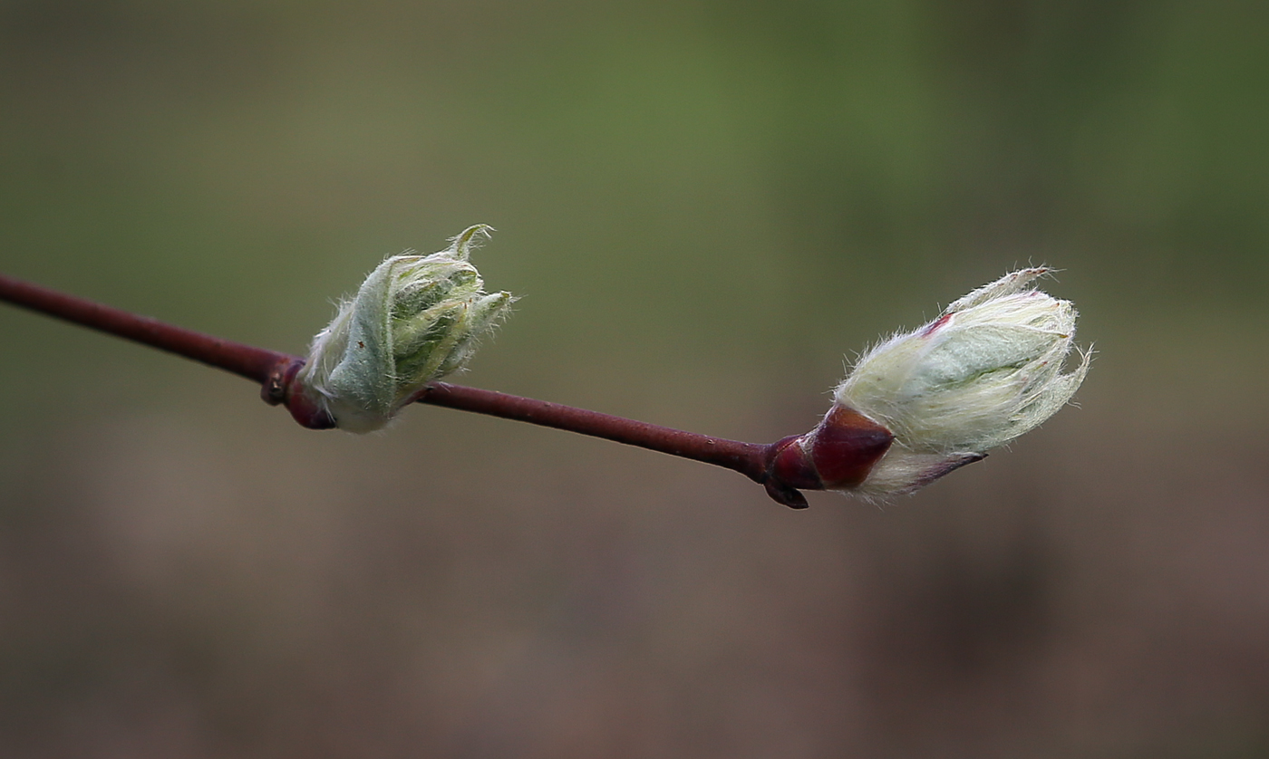 Image of Amelanchier alnifolia specimen.