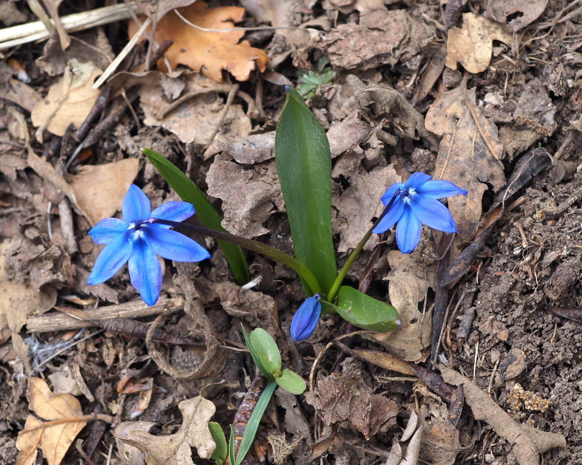 Image of Scilla armena specimen.