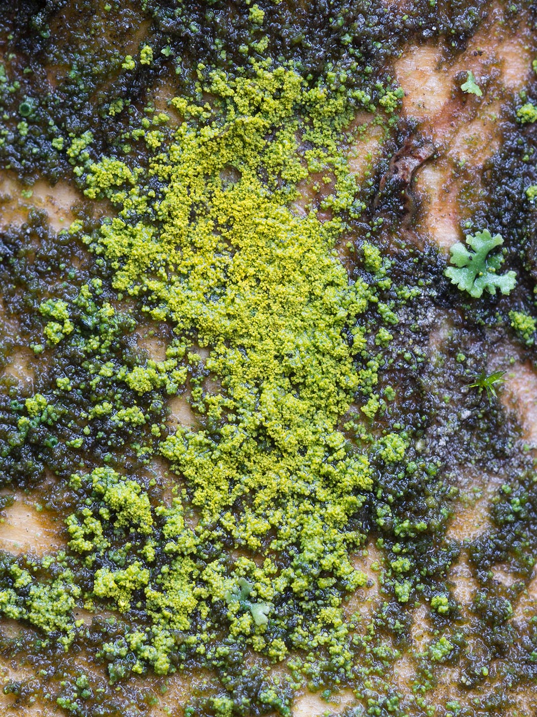 Image of Chrysothrix candelaris specimen.