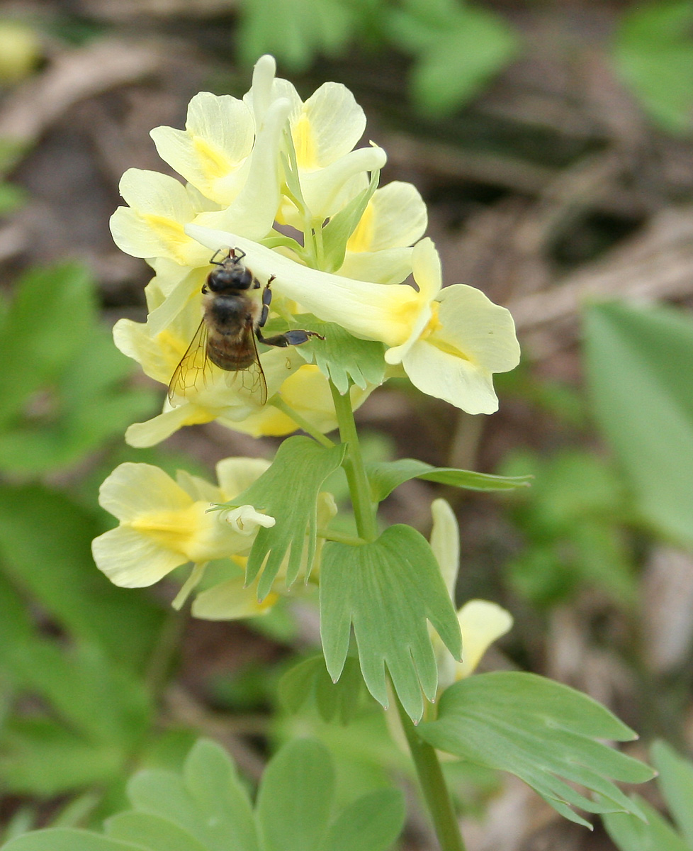 Image of Corydalis bracteata specimen.