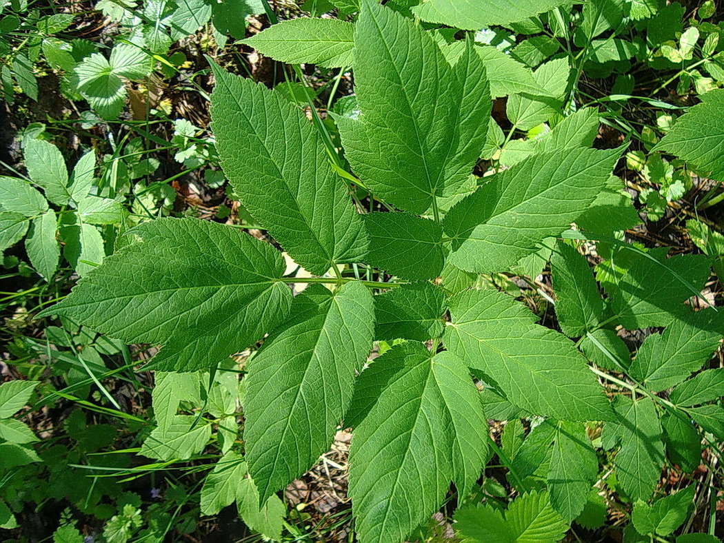 Image of Aegopodium podagraria specimen.