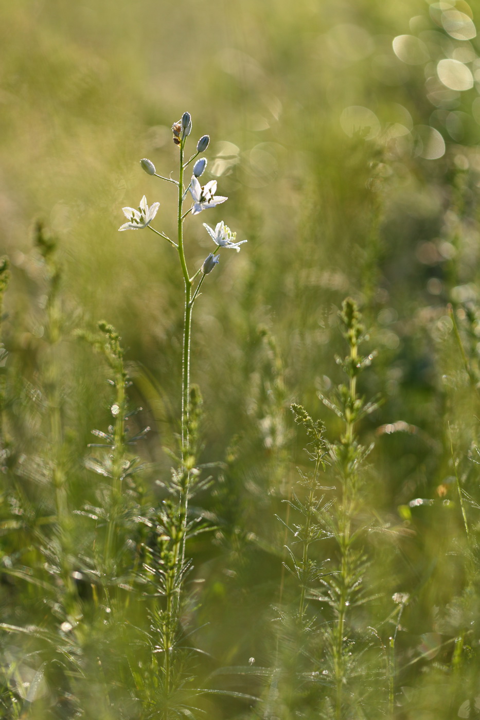 Изображение особи Ornithogalum fischerianum.