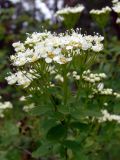 Spiraea media