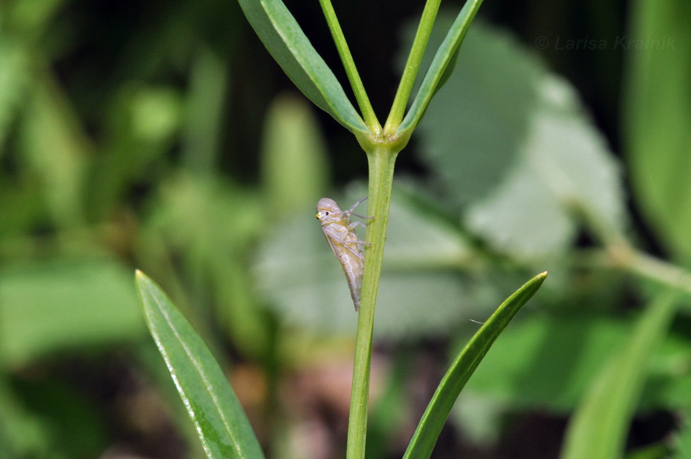 Image of Stellaria discolor specimen.