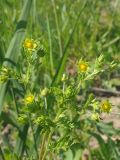 Potentilla supina subspecies paradoxa