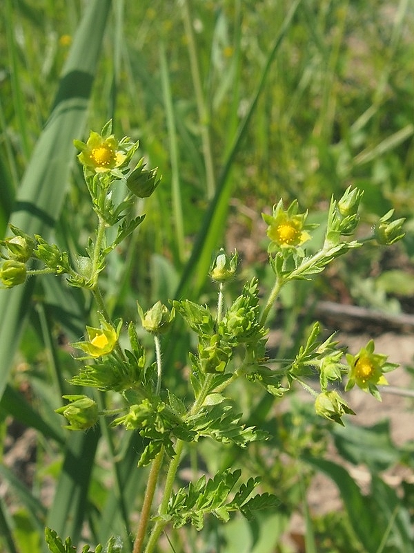 Image of Potentilla supina ssp. paradoxa specimen.