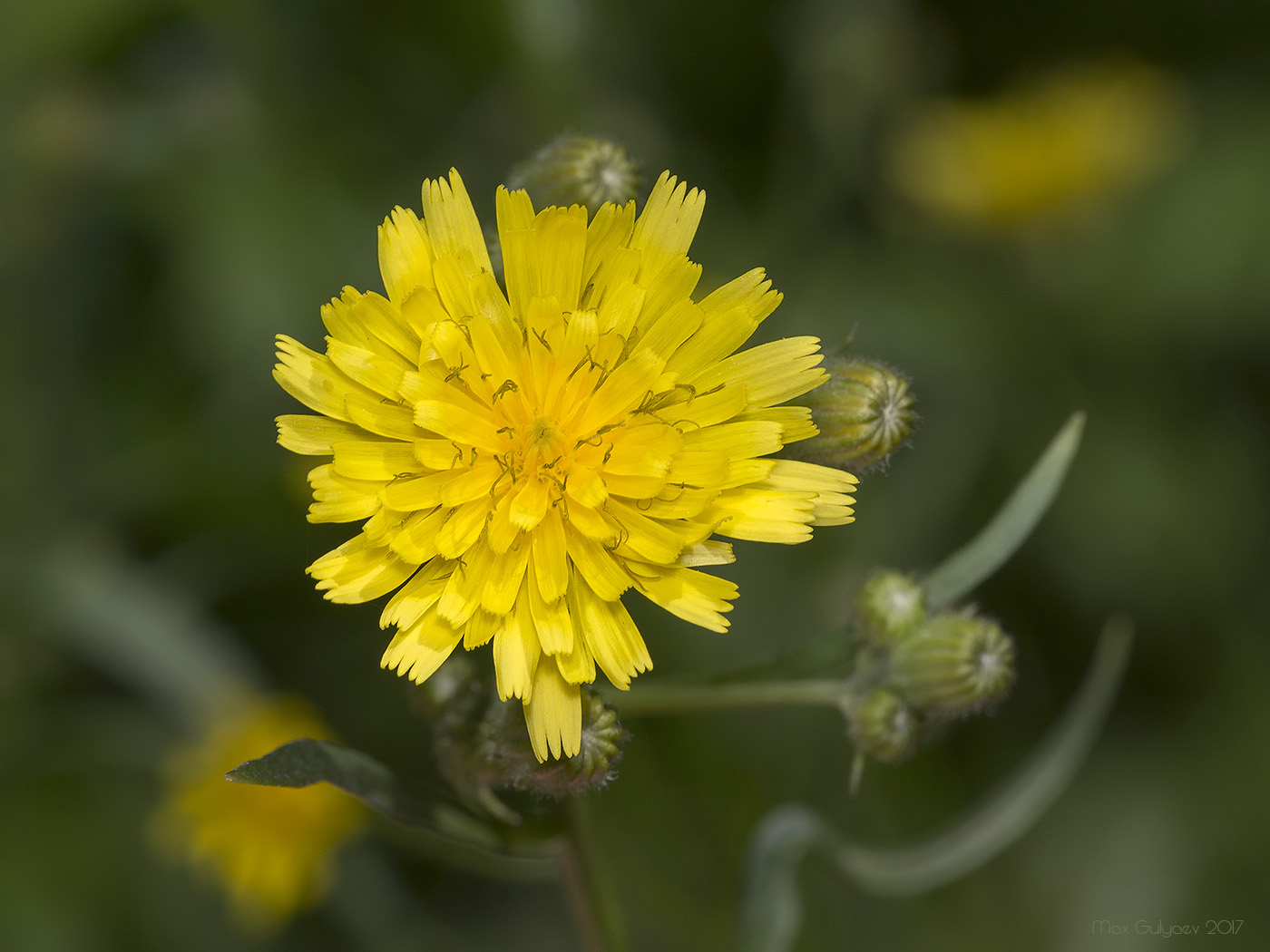 Изображение особи Crepis tectorum.