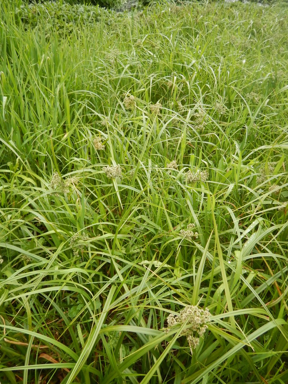 Image of Scirpus microcarpus specimen.
