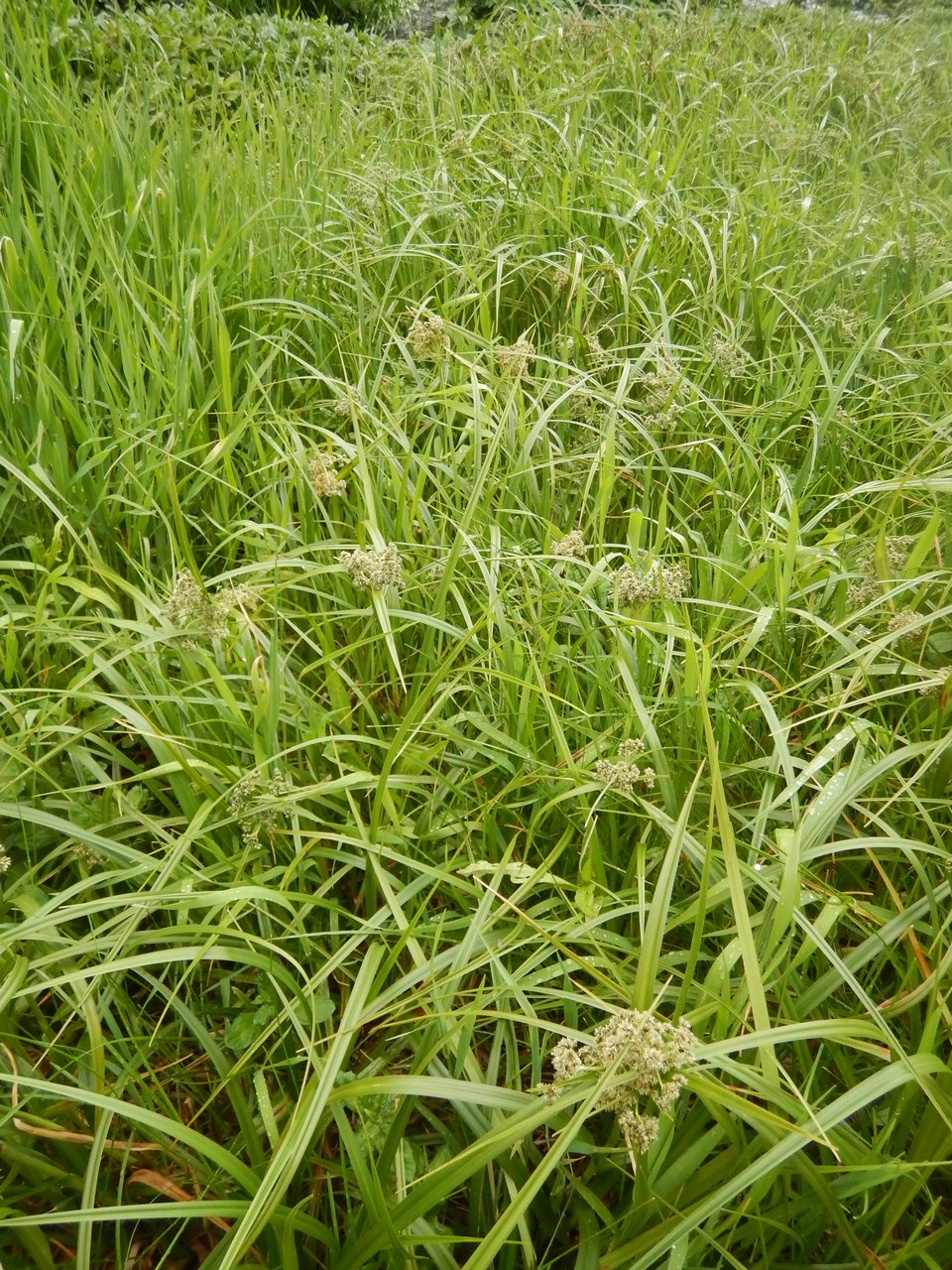 Изображение особи Scirpus microcarpus.