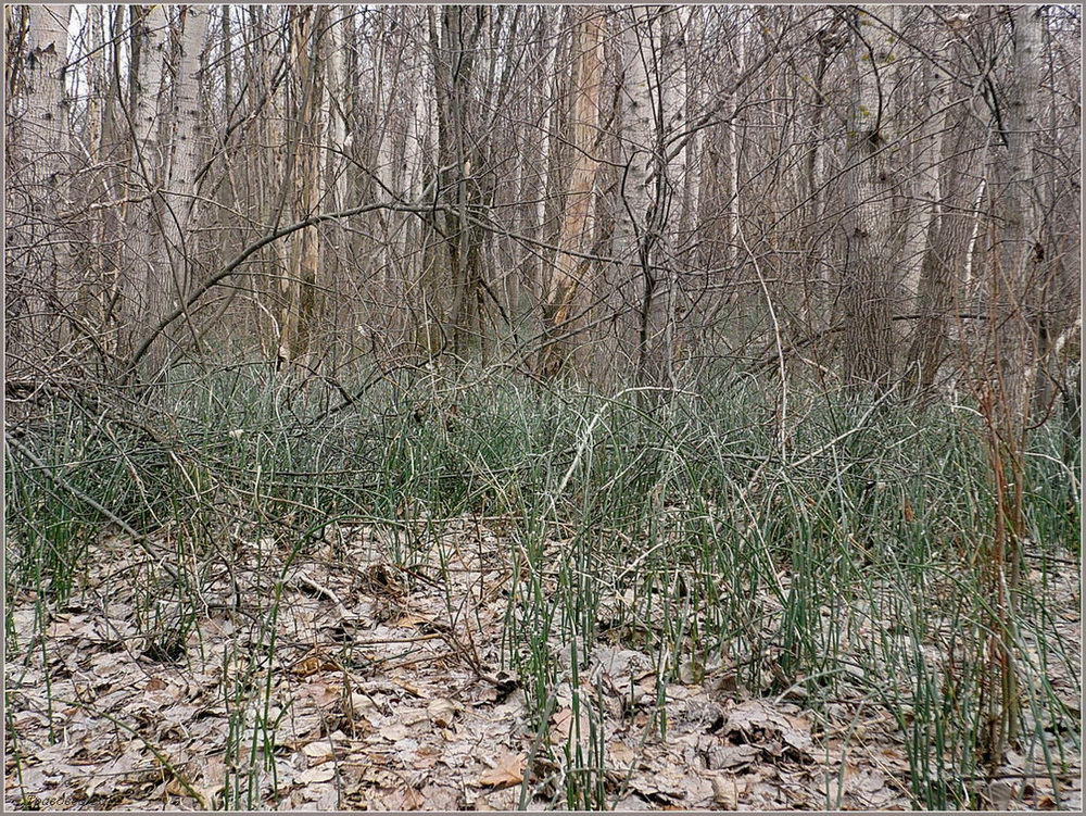 Image of Equisetum hyemale specimen.