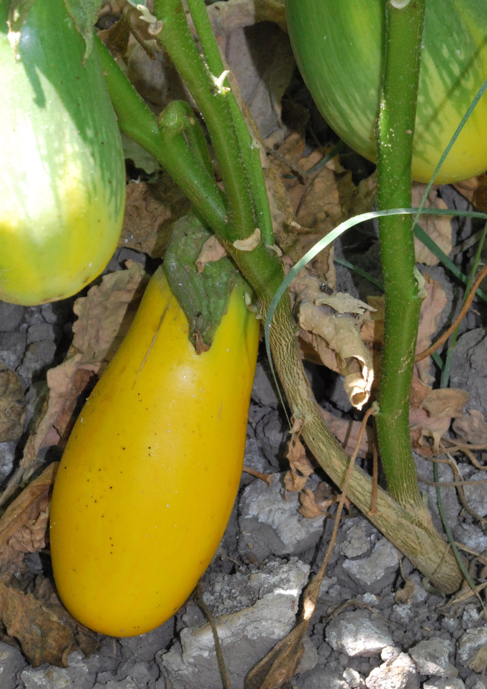 Изображение особи Solanum melongena.