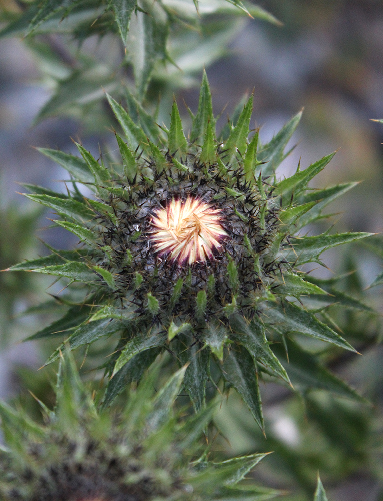 Image of Carlina biebersteinii specimen.
