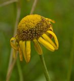 Anthemis tinctoria. Отцветающее соцветие. Пермский край, Берёзовский р-н, долина р. Шаква ниже с. Рыжково, р-н Татарской горы, около грунтовой дороги. 4 августа 2017 г.