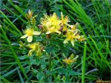 Hypericum maculatum