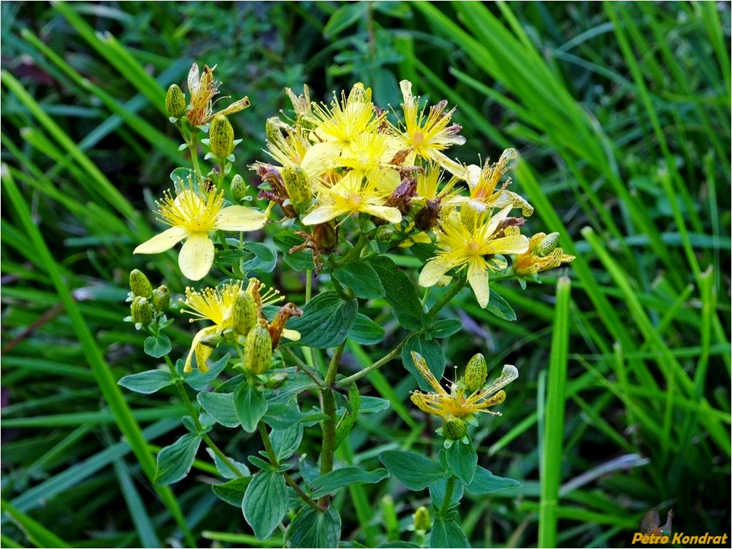 Image of Hypericum maculatum specimen.