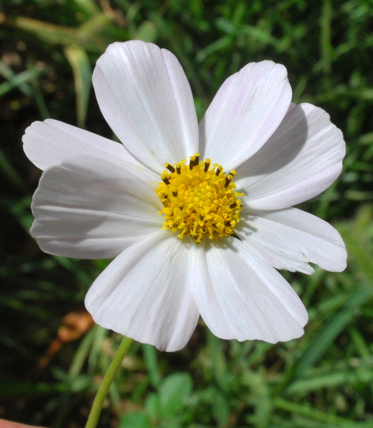 Изображение особи Cosmos bipinnatus.
