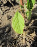 Amaranthus retroflexus