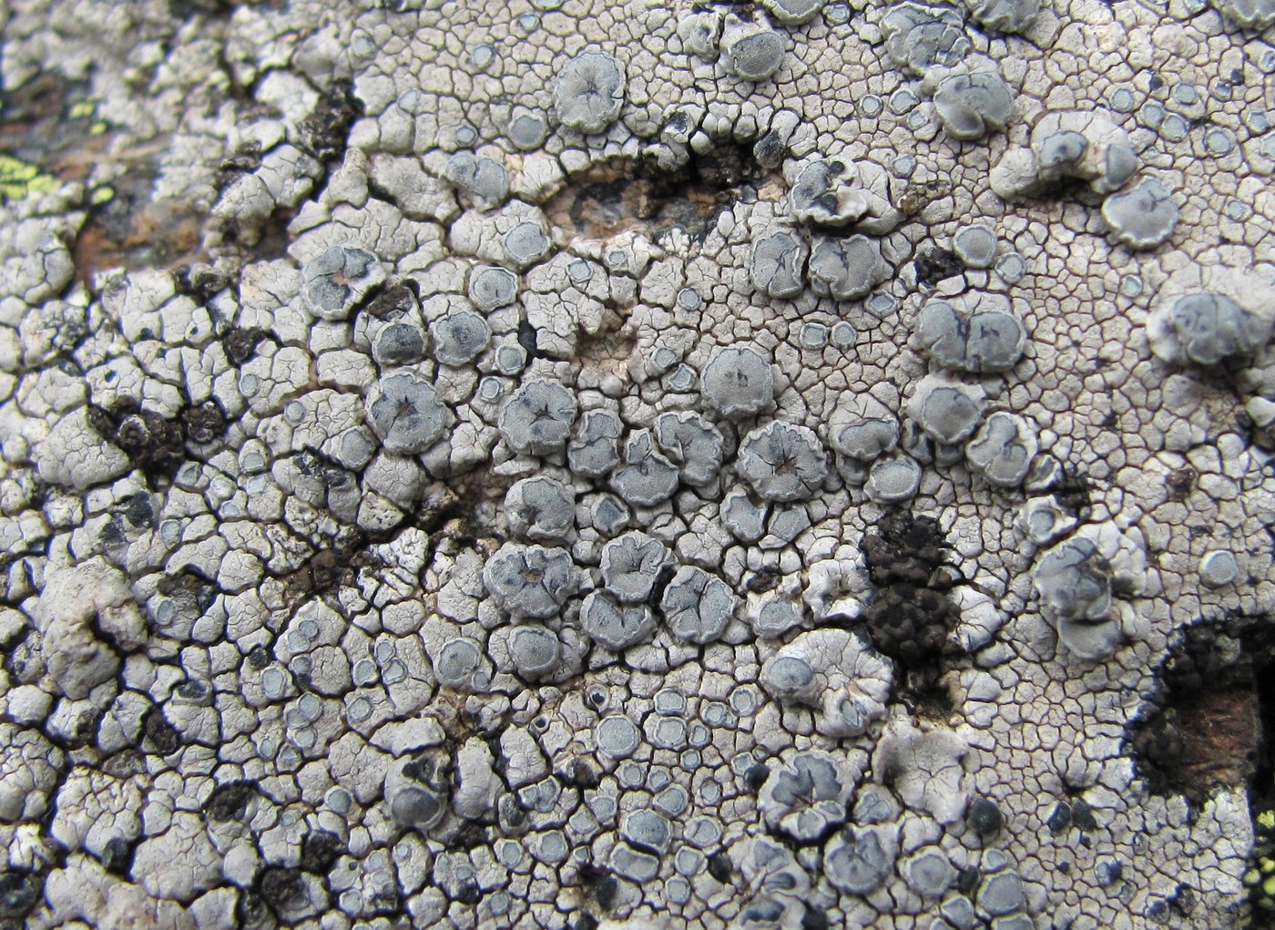 Image of Lecanora rupicola specimen.