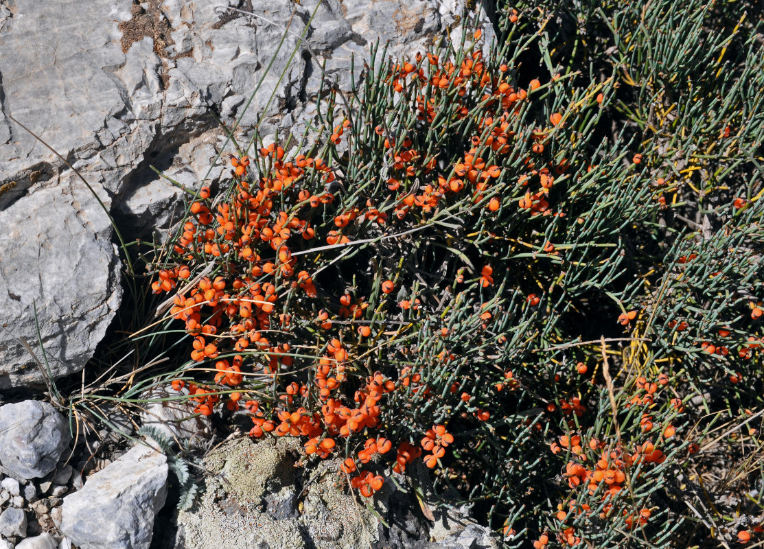 Image of Ephedra intermedia specimen.