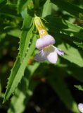 Gratiola officinalis