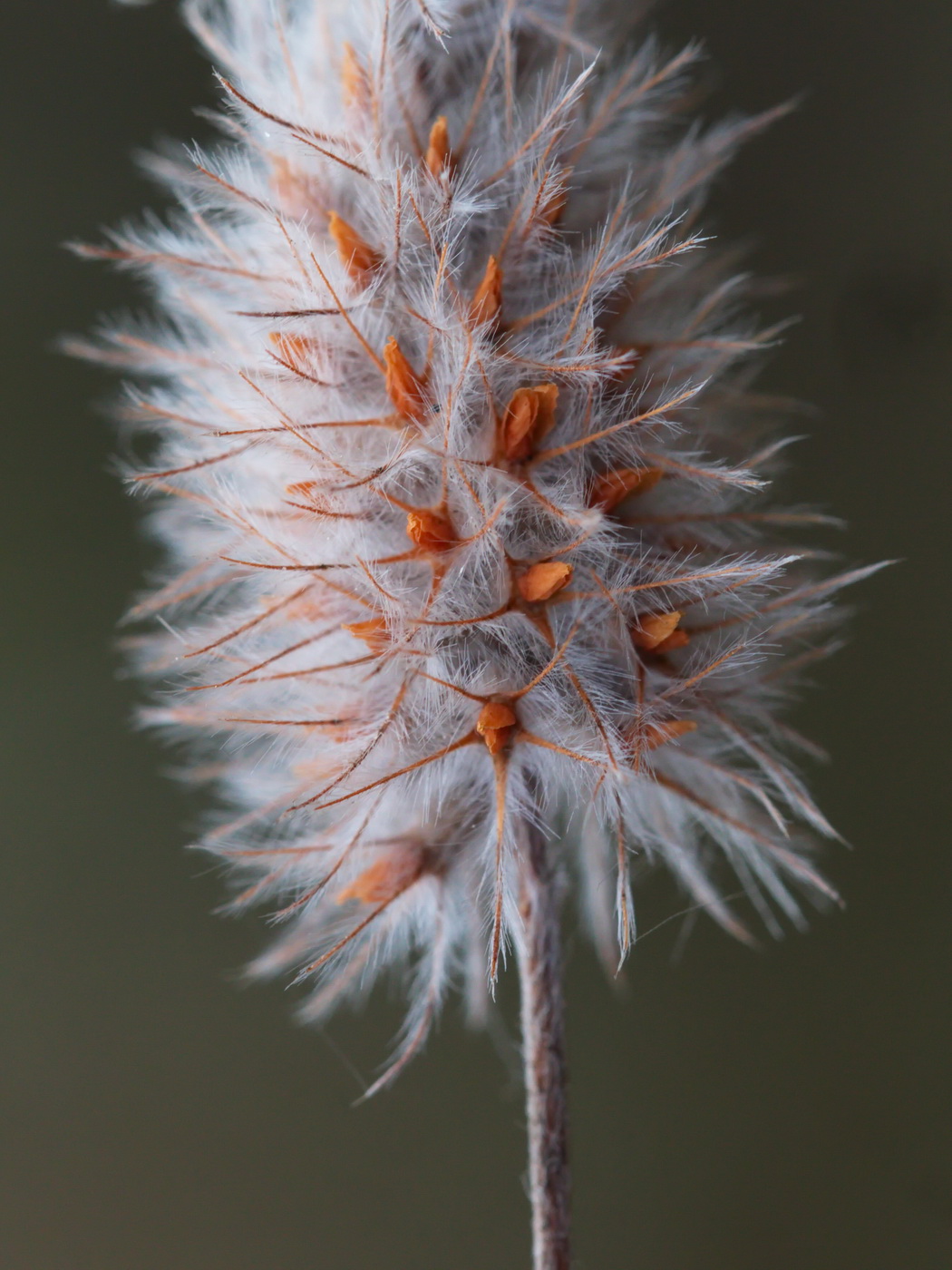 Image of Trifolium arvense specimen.