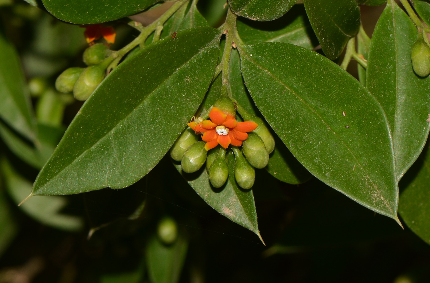 Изображение особи Bonellia macrocarpa.