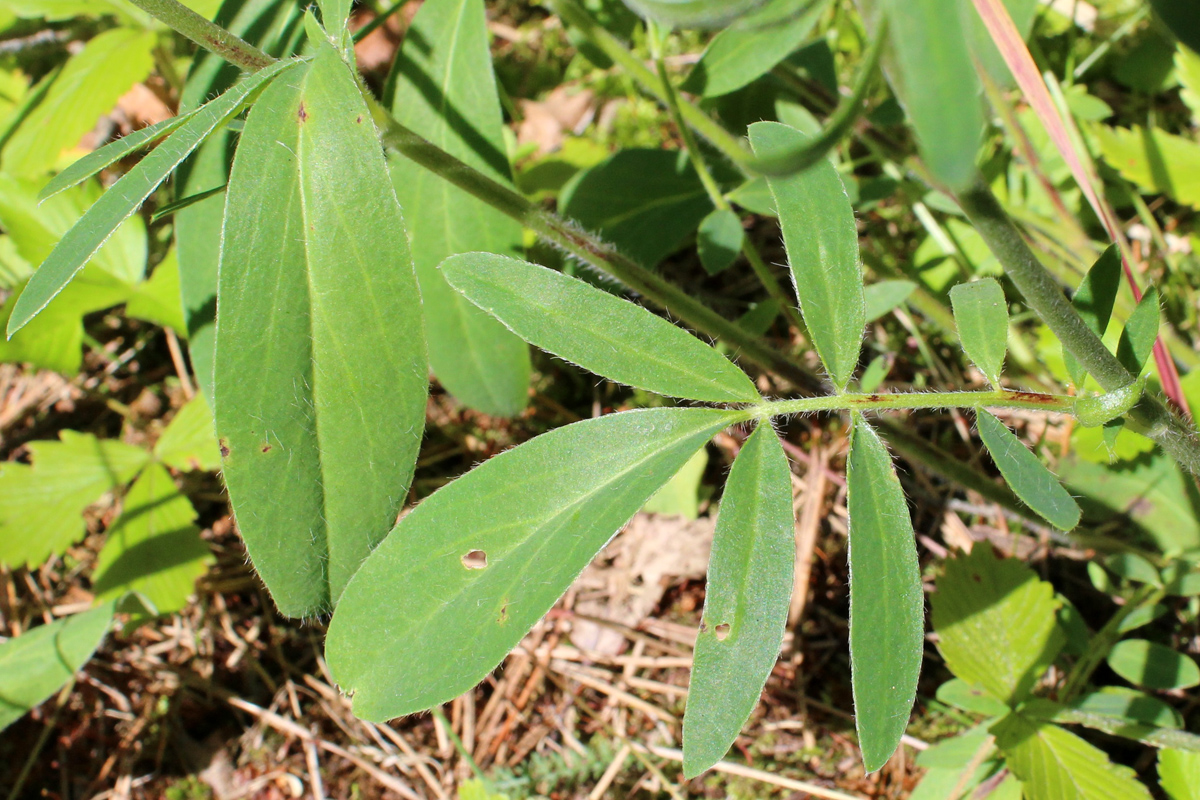 Изображение особи Anthyllis vulneraria var. schiwereckii.