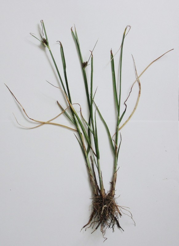 Image of Bolboschoenus maritimus var. compactus specimen.