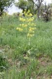 Ferula prangifolia. Цветущее растение на мягком травянистом склоне среди древесной растительности. Узбекистан, Ташкентская обл., склон Угамского хр. над Чарвакским вдхр. 12.05.2012.