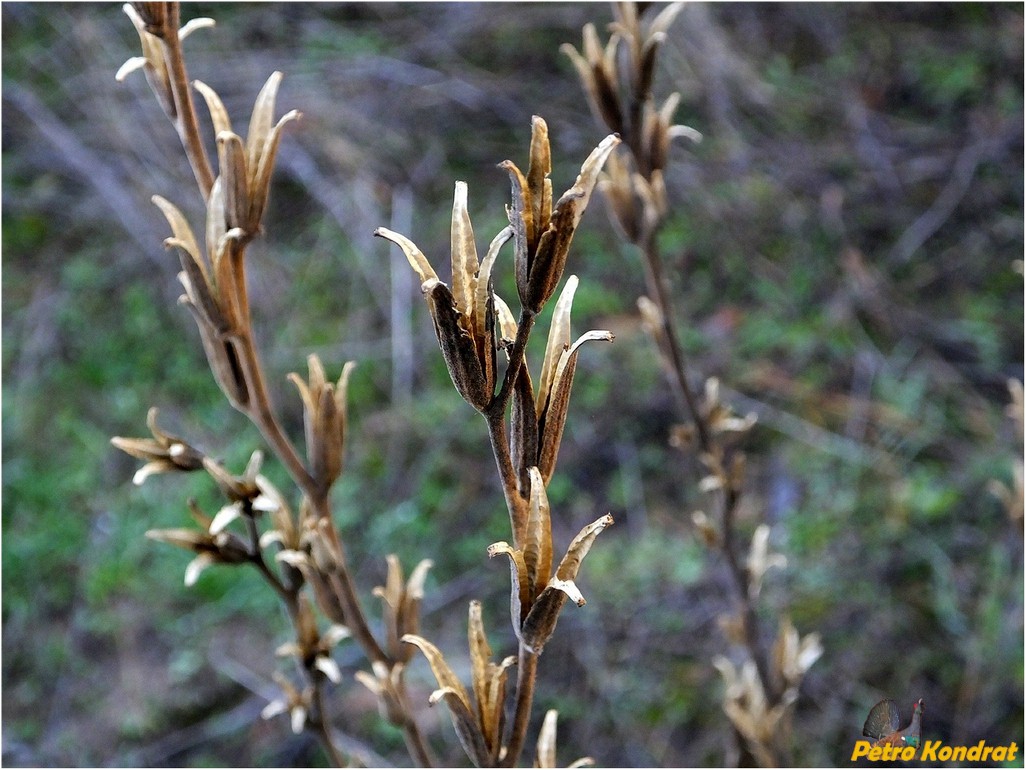 Изображение особи род Oenothera.