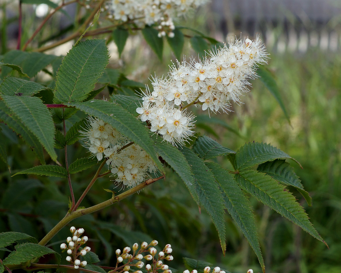 Image of Sorbaria sorbifolia specimen.